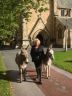 Garry Pat & Eeyore delivered to be present at a funeral 