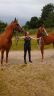Blondie & her foal lucky reunited 2016