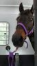 Rosie Leaving Rainbow Vets 2016